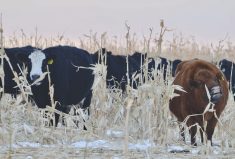 Cattle graze corn at Manitoba Beef and Forage Initiatives north of Brandon.