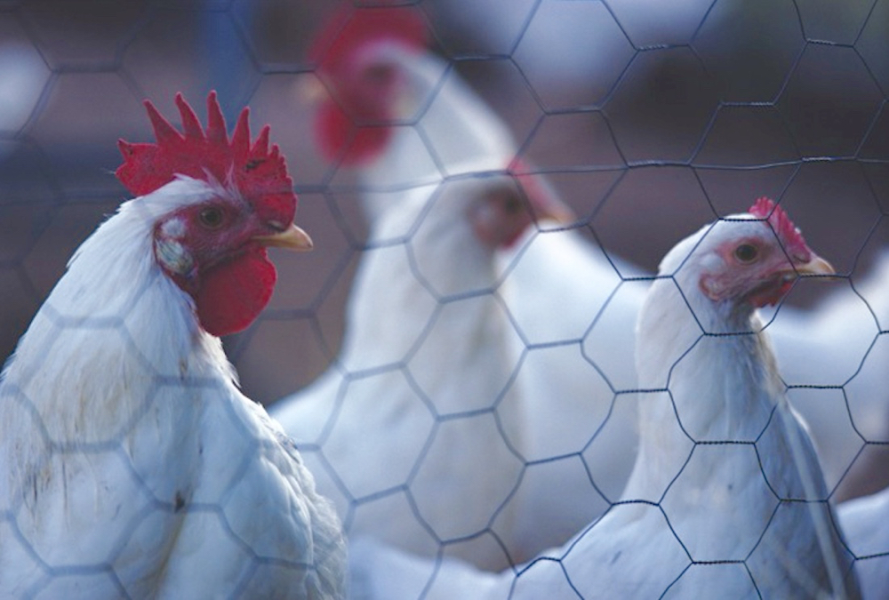 French poultry leader seeks more double-digit price rises on costs