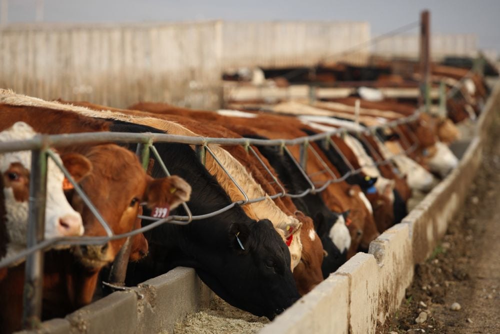 (Photo courtesy Canada Beef Inc.)
