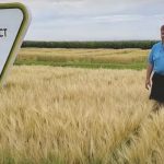 A scene from a Canterra Seeds video about AAC Connect in which a seed rep talks about its short straw and also says it matures early and has strong resistance to fusarium head blight.