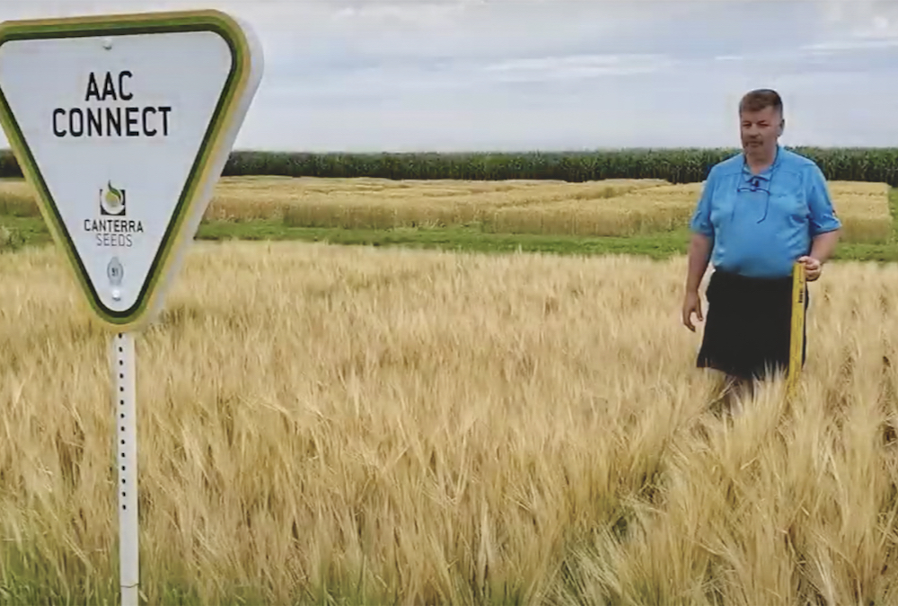 A scene from a Canterra Seeds video about AAC Connect in which a seed rep talks about its short straw and also says it matures early and has strong resistance to fusarium head blight.