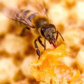 Since 1969, honeybee lifespan in the U.S. has dropped from a median of 34 days to just 18 days.