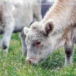 Cows graze on perennial intermediate wheatgrass developed at the University of Manitoba.