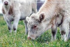 Cows graze on perennial intermediate wheatgrass developed at the University of Manitoba.
