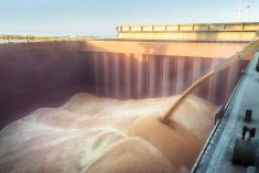 Country elevators have taken in a lot more wheat so far this crop year but global markets are quickly soaking it up.