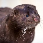 Police seek vandals that freed thousands of mink in Ohio