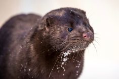 Police seek vandals that freed thousands of mink in Ohio