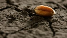 Since May 2022 estimate of Argentina’s wheat harvest, drought and frosts have hit the crop hard.