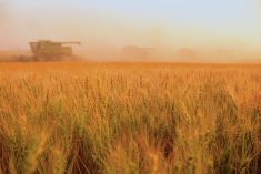 The FAO has lowered its forecast for global cereal production to 2.756 billion tonnes in 2022, marking a three-year low.