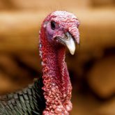 “We have seen around 600,000 of those free-range birds being directly affected."