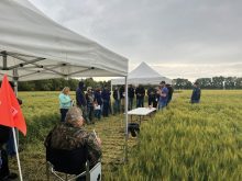 Agronomy research extension manager Jeremy Boychyn discusses the Manipulator trial on the farm of Greg and Jeff Porozni in early August. A treated strip is on the left (behind the attendees) and an untreated one on the right.