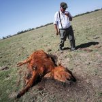 Farmer Ignacio Bastanchuri, 65, sips a drink as he walks past a cow that died from drought at a farm in Navarro, Argentina, Dec. 5.