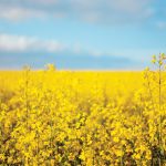 Where does the canola market go now?
