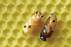 Varroa mites feeding on honeybee pupae.