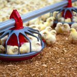 baby chicks in a barn