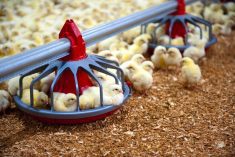 baby chicks in a barn