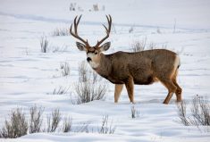 Chronic Wasting Disease is a contagious, fatal disease affecting members of the deer family.