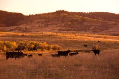 (Photo courtesy Canada Beef Inc.)
