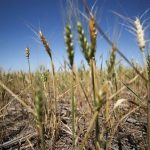 Limp wheat plants, a result of the climate phenomenon La Nina, at a farm in Navarro, in Buenos Aires province, Argentina December 5, 2022.