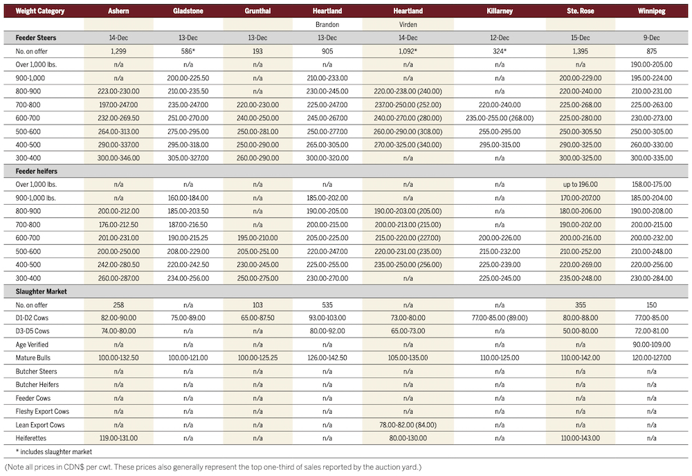Cattle prices still strong as holidays approach