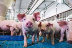 Mycotoxins can cause issues for animals when they're present at high enough levels in feed.