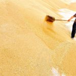 A farmer in China piles wheat.  Photo: Reuters/File
