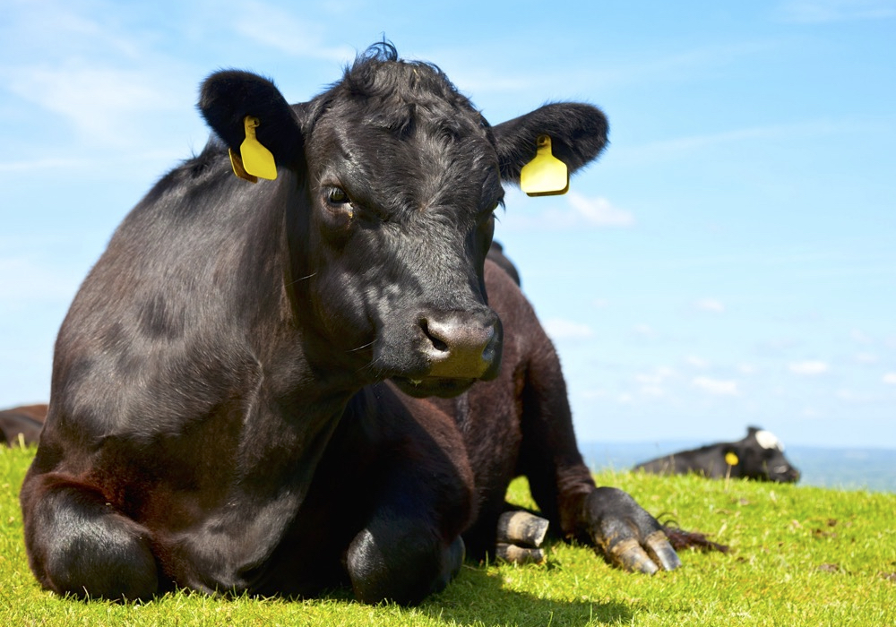 How much of livestock agriculture is actually contributing to climate change?
