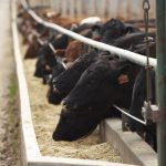 (Photo courtesy Canada Beef Inc.)
