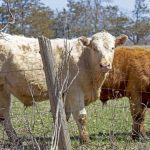 The return of rain set Manitoba pastures up for recovery this past growing season.