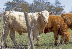 The return of rain set Manitoba pastures up for recovery this past growing season.