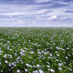 (Flax Council of Canada photo)
