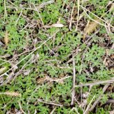 Kochia has been difficult to control during the prolonged drought of the past several years.