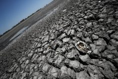 The skeleton of a fish is seen in the Navarro lagoon, which dried up due to the climate phenomenon La Nina, in Navarro in Argentina's Buenos Aires province on Dec. 5, 2022.