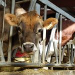 Some Manitoba cattle producers seem hesitant to market cattle right after the holiday break.