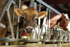 Some Manitoba cattle producers seem hesitant to market cattle right after the holiday break.