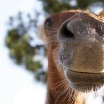 While the whisker hair itself does not ‘feel,’ it is anchored into a blood-rich follicular sac that is extensively innervated and feeds directly into the brain’s sensory cortex.