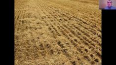 Standard choppers are frequently not large enough to spread residue effectively and harrows can create residue clumping, says agronomy consultant Phil Needham.