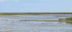 Birds gather at Whitewater Lake, the only key biodiversity area that’s been recognized in Manitoba so far.