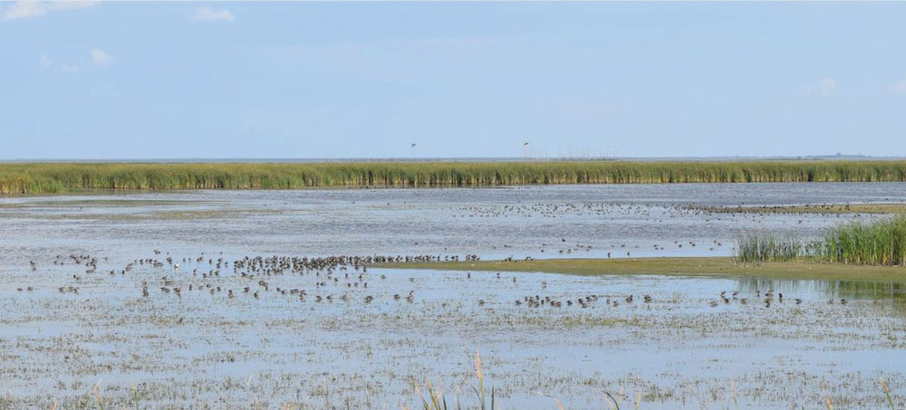 Birds gather at Whitewater Lake, the only key biodiversity area that’s been recognized in Manitoba so far.