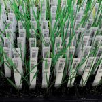 In a refrigerated greenhouse that mimics winter, individually tagged hybrid wheat sprouts grow in 7C temperatures at the Syngenta research farm near Junction City, Kansas.