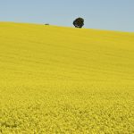 Canola near Harden in New South Wales, Australia on Sept. 20, 2022. Australia’s latest record-large canola crop is seen as likely to keep international markets well supplied.