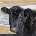 (PBouman/iStock/Getty Images)
