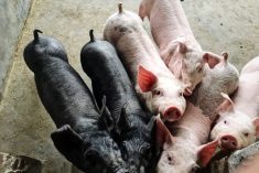 Piglets at a hog operation in China. (KuLouKu/iStock/Getty Images)
