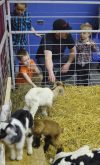 Attendees get a close look at some goat kids at a past show.