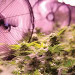 Cannabis growers are struggling to keep afloat amid low prices and stiff competition.