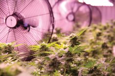 Cannabis growers are struggling to keep afloat amid low prices and stiff competition.