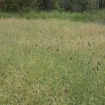 Clumps of grasshoppers, killed by a fungus, are scattered throughout a field.
