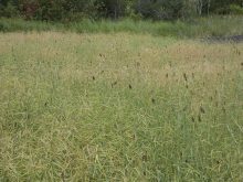 Clumps of grasshoppers, killed by a fungus, are scattered throughout a field.