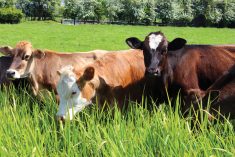 Leases and permits are available to farmers and ranchers to provide additional land base for agricultural activities.