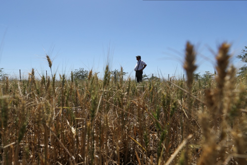Farmer Ignacio Bastanchuri stands in a wheat field at Navarro in Argentina’s Buenos Aires province on Dec. 5, 2022. (File photo: Reuters/Agustin Marcarian)

